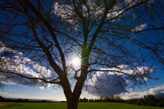 Tree With a View