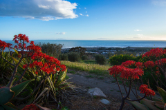 Coastal Canvas