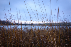 Tallgrass Sunset