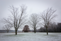 Morning Flurry